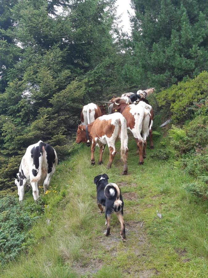 Ferienwohnung Schatzhof Jochberg Eksteriør bilde